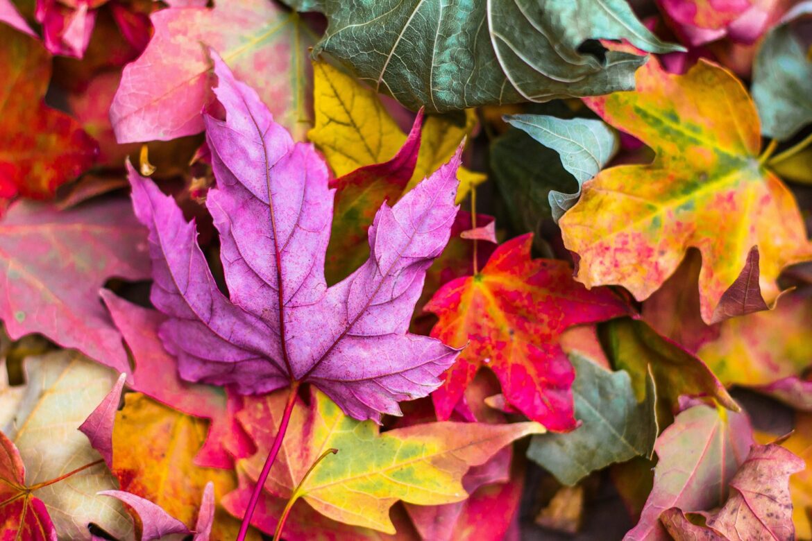 color season