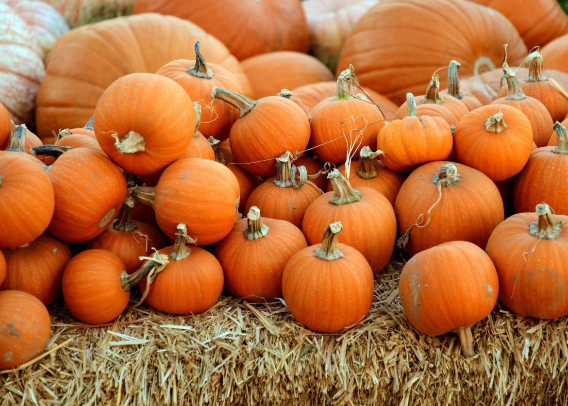 The Ultimate Nashville Fall Activity Guide: Pumpkin Patches And More pile of orange squash